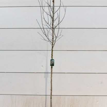 Crataegus persimilis 'Splendens'