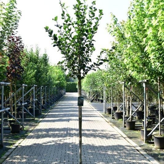 Crataegus persimilis 'Splendens'