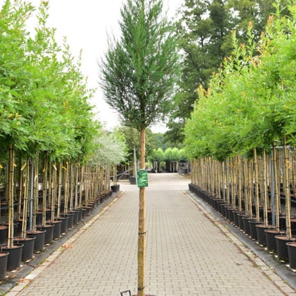 Cupressocyparis leylandii 'Blue Jeans'