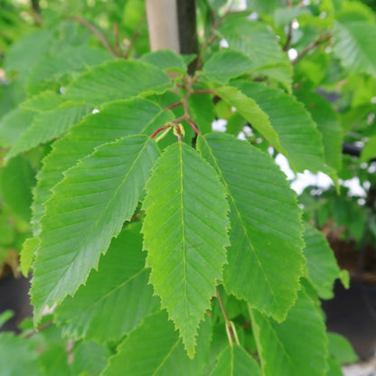 Carpinus betulus 'Frans Fontaine'