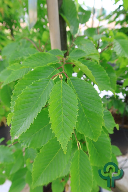 Carpinus betulus 'Frans Fontaine'