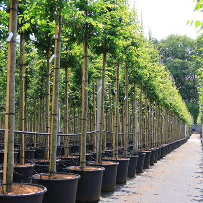 Carpinus betulus 'Frans Fontaine'