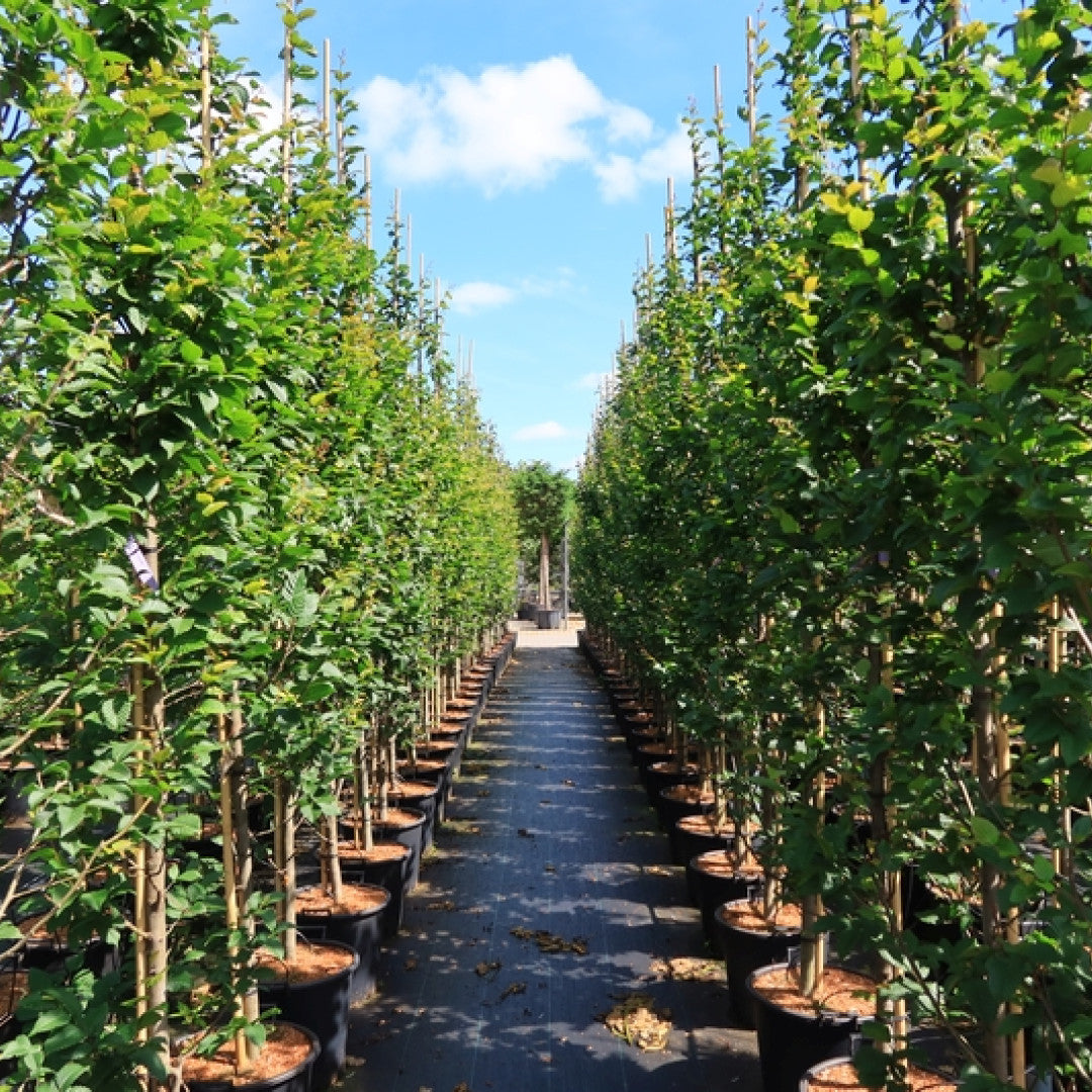 Carpinus betulus 'Lucas'
