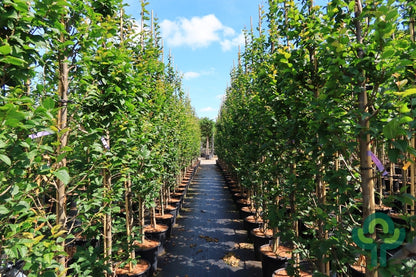 Carpinus betulus 'Lucas'