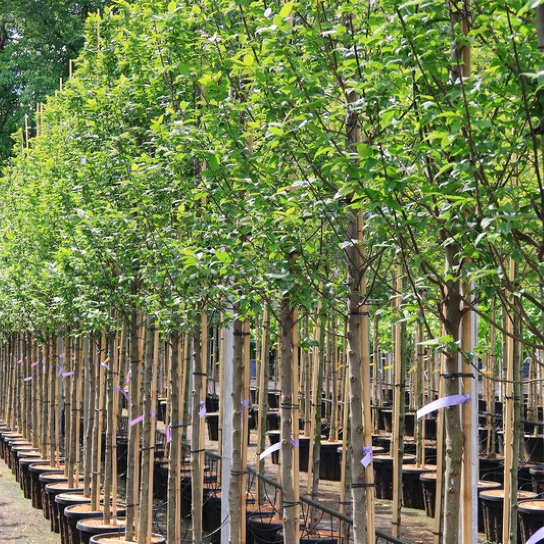 Carpinus betulus 'Lucas'