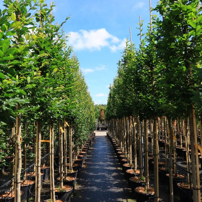 Carpinus betulus 'Orange Retz'®