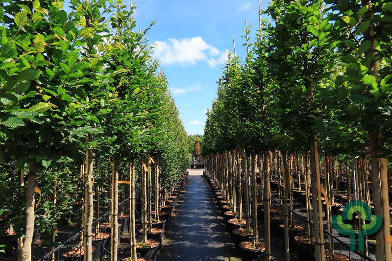 Carpinus betulus 'Orange Retz'®