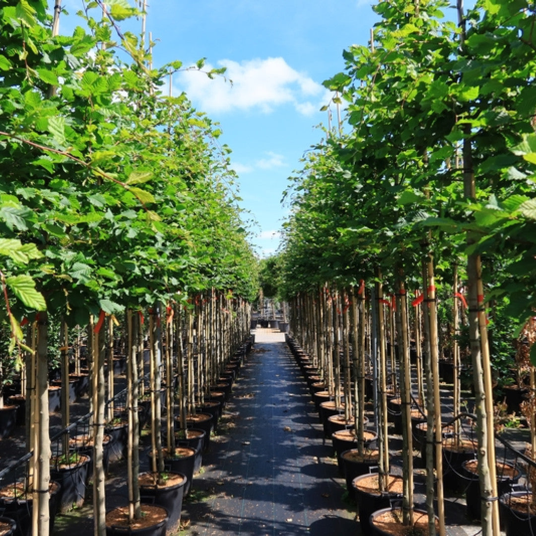 Carpinus betulus 'Rockhampton Red'