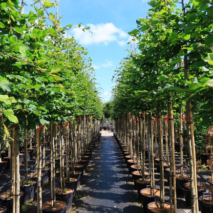 Carpinus betulus 'Rockhampton Red'