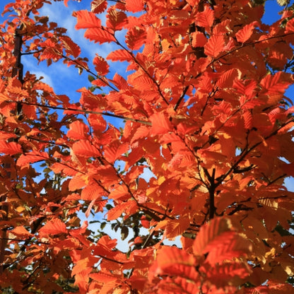 Carpinus betulus 'Rockhampton Red'