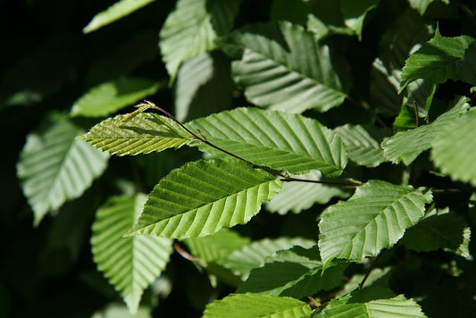Carpinus betulus