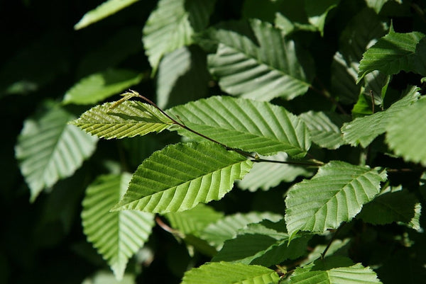 Haagbeuk (Carpinus betulus)