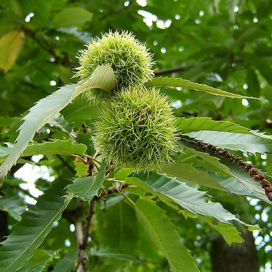 Tamme kastanje (Castanea sativa)