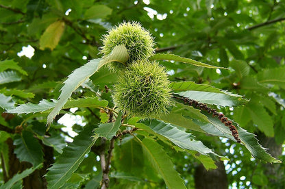 Tamme kastanje (Castanea sativa)