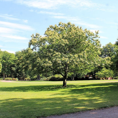 Tamme kastanje (Castanea sativa)