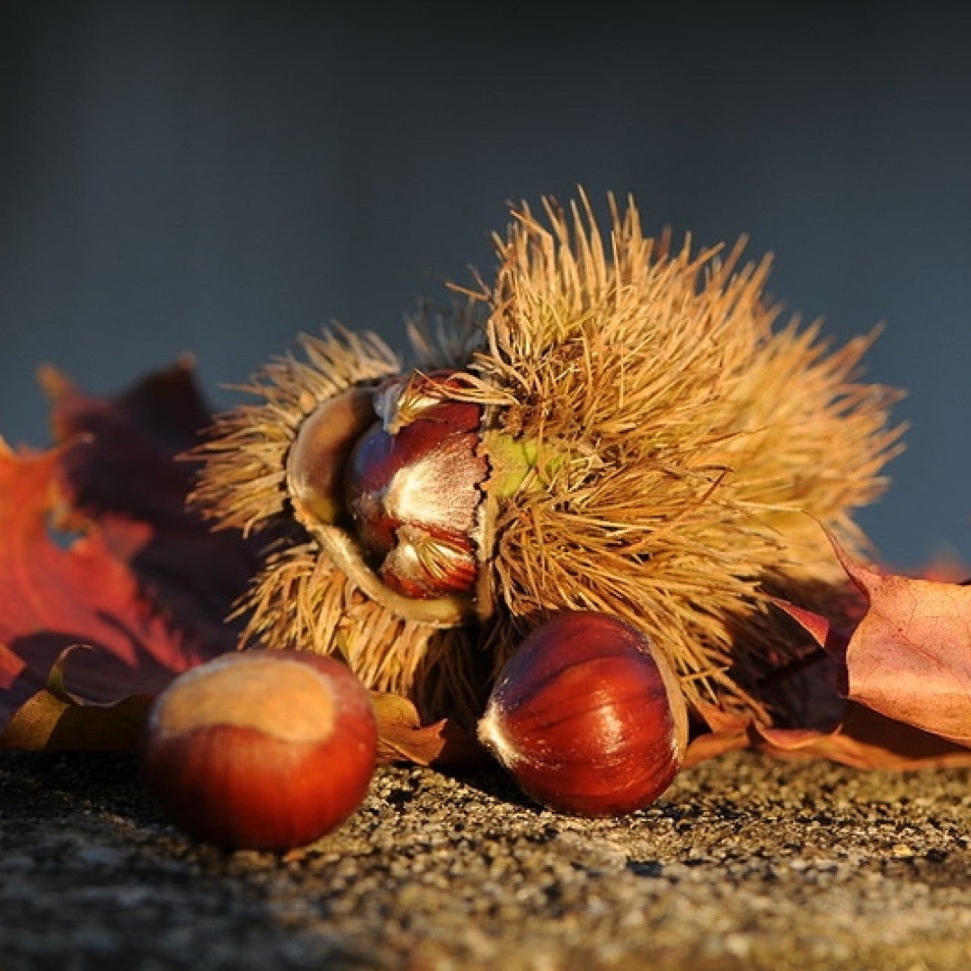 Tamme kastanje (Castanea sativa)