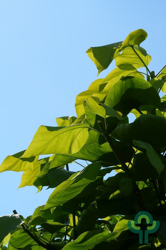 Catalpa bignonioides 'Aurea'