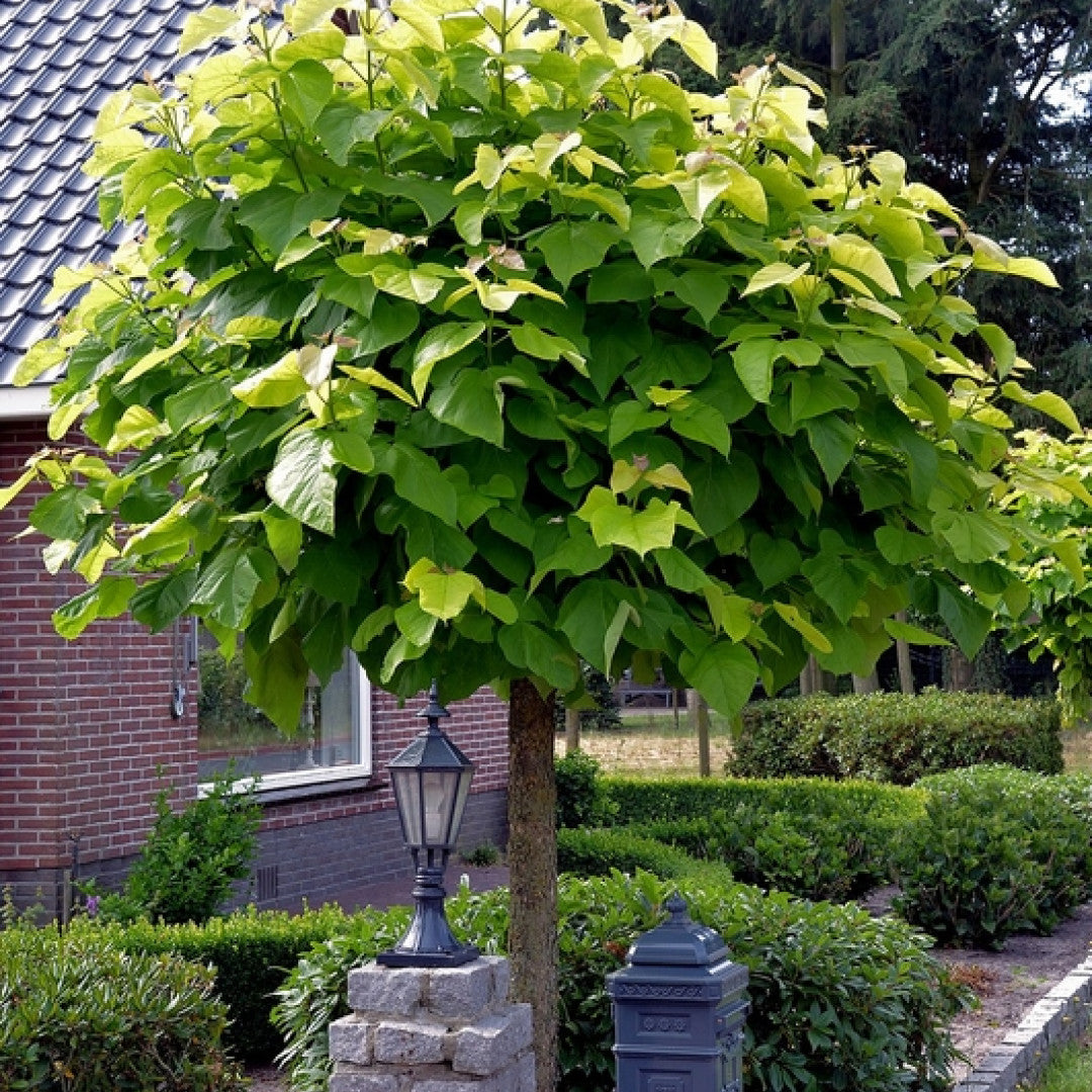 Catalpa bignonioides 'Nana'