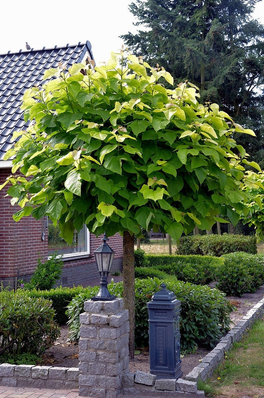 Trompetboom (Catalpa bignonioides) 'Nana'