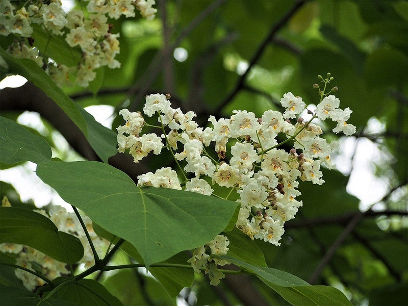 Catalpa bignonioides