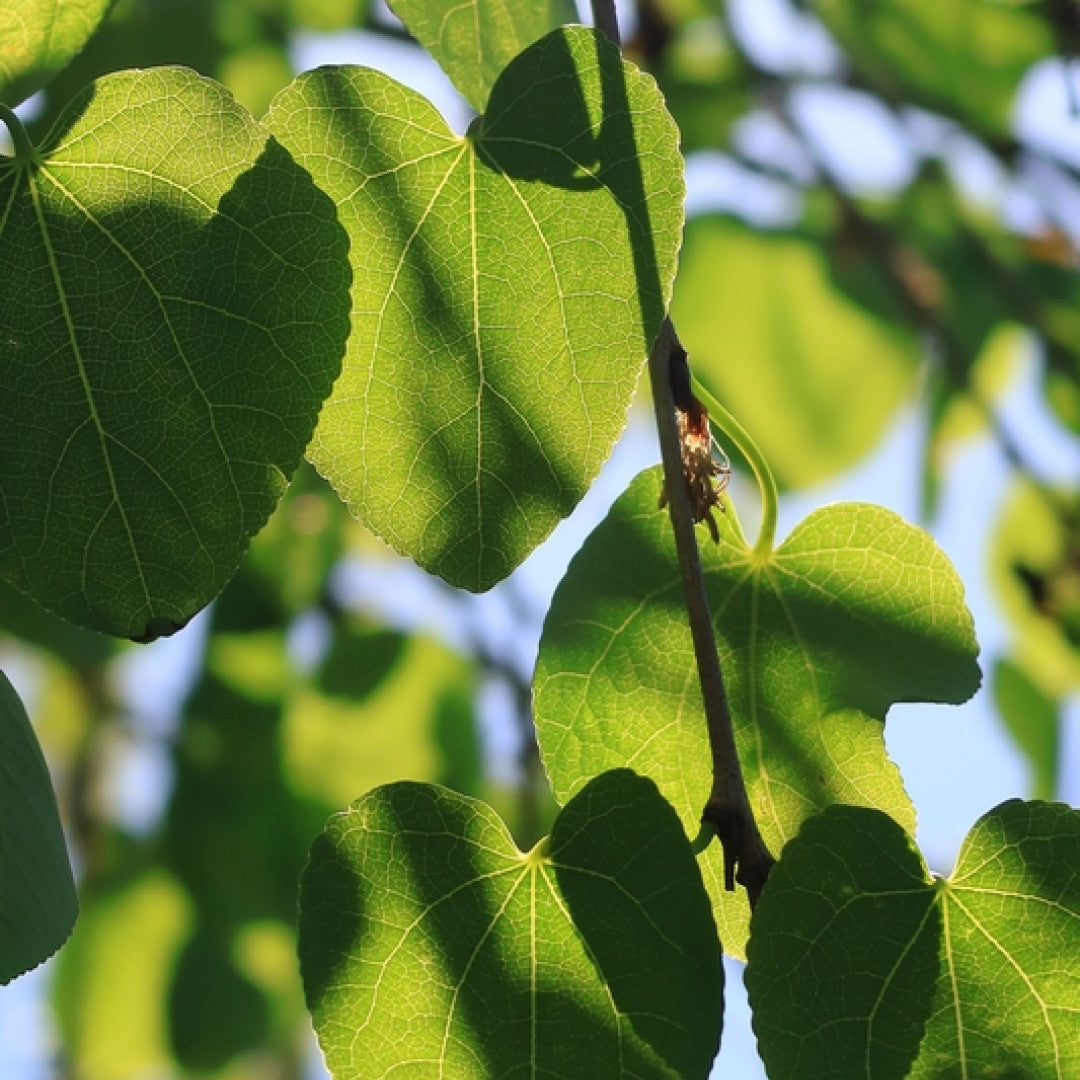 Cercidiphyllum japonicum 'Pendulum'