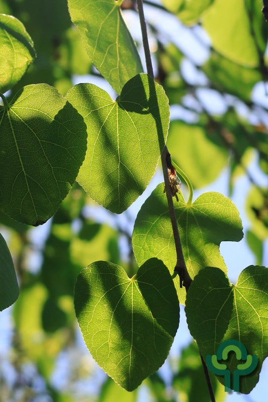 Cercidiphyllum japonicum 'Pendulum'