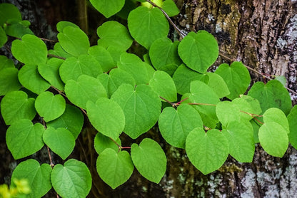 Cercidiphyllum japonicum