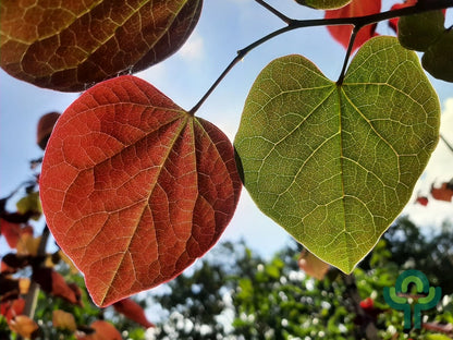 Cercis canadensis 'Forest Pansy'