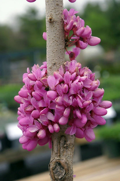 Cercis chinensis 'Avondale'