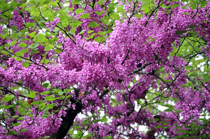 Cercis siliquastrum