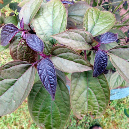 Clerodendrum trichotomum 'Purple Blaze'