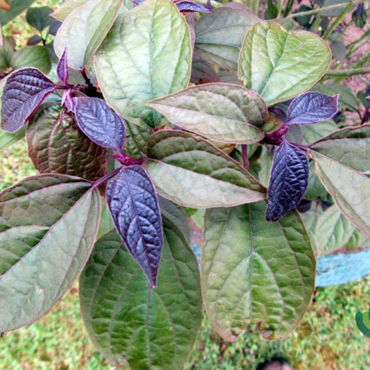 Clerodendrum trichotomum 'Purple Blaze'