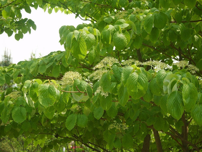Cornus controversa