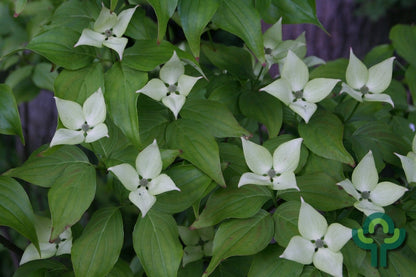 Cornus kousa 'Milky Way'