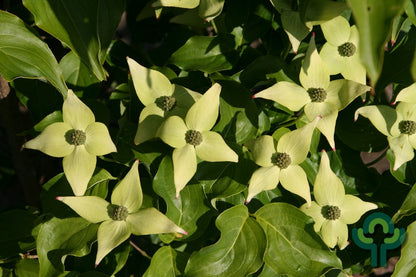 Cornus kousa 'Weisse Fontaine'