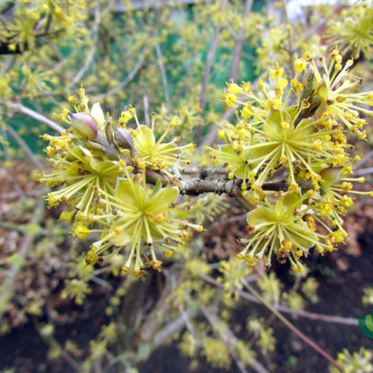 Cornus officinalis 'Robin's Pride'