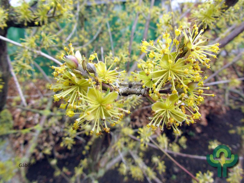 Cornus officinalis 'Robin's Pride'