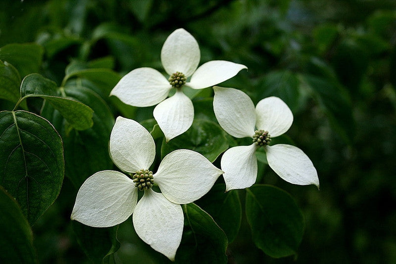 Kornoelje (Cornus kousa chinensis)