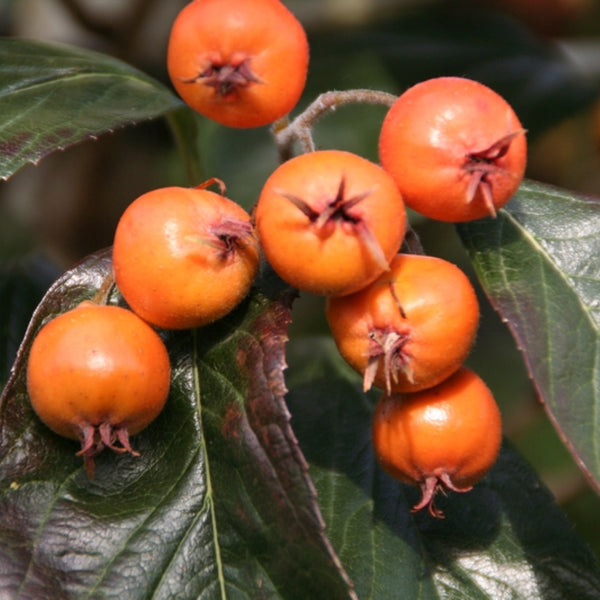 Crataegus lavalleei 'Carrierei'