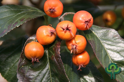 Crataegus lavalleei 'Carrierei'