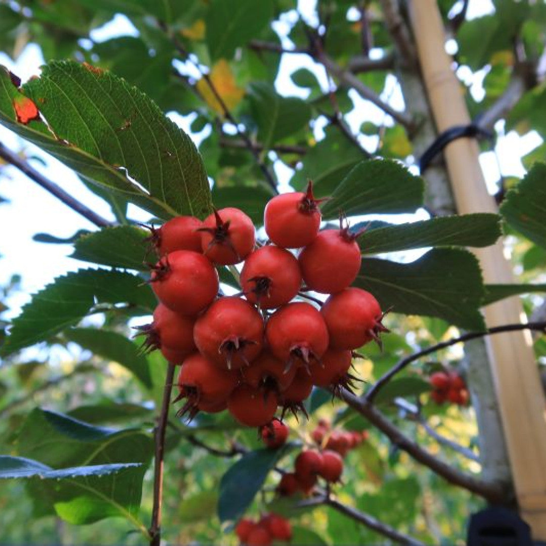Crataegus persimilis 'Splendens'