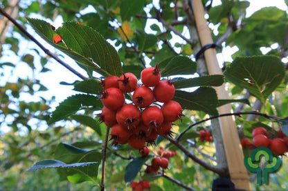 Crataegus persimilis 'Splendens'