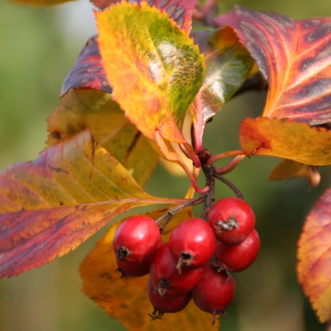 Crataegus persimilis 'Splendens'