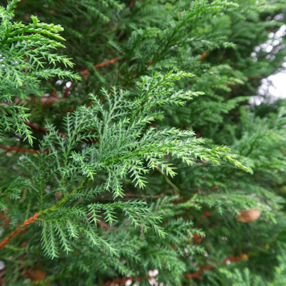 Cupressocyparis leylandii 'Blue Jeans'
