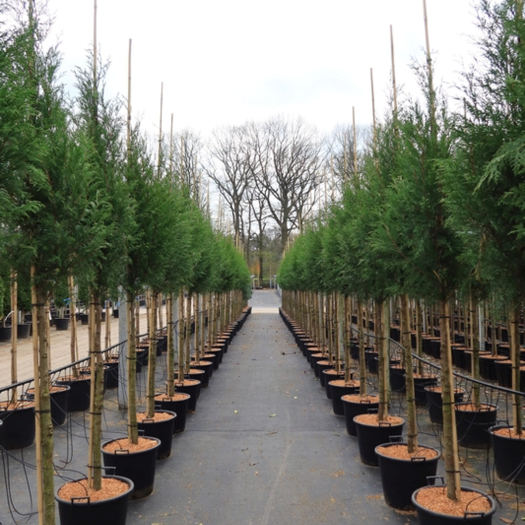 Cupressocyparis leylandii 'Blue Jeans'
