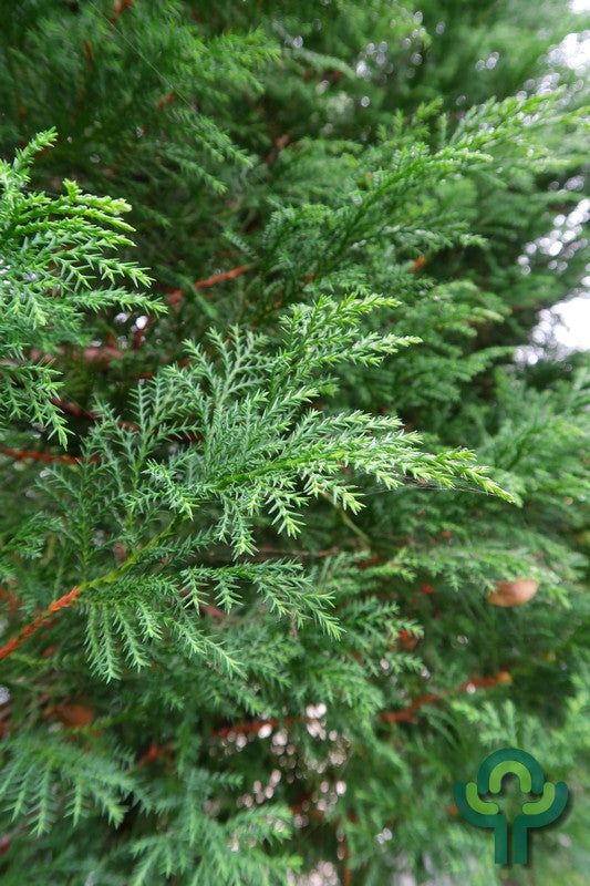 Cupressocyparis leylandii 'Blue Jeans'