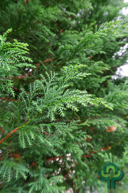 Cupressocyparis leylandii 'Blue Jeans'