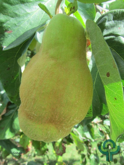 Kweepeer (Cydonia oblonga) 'Vranja'