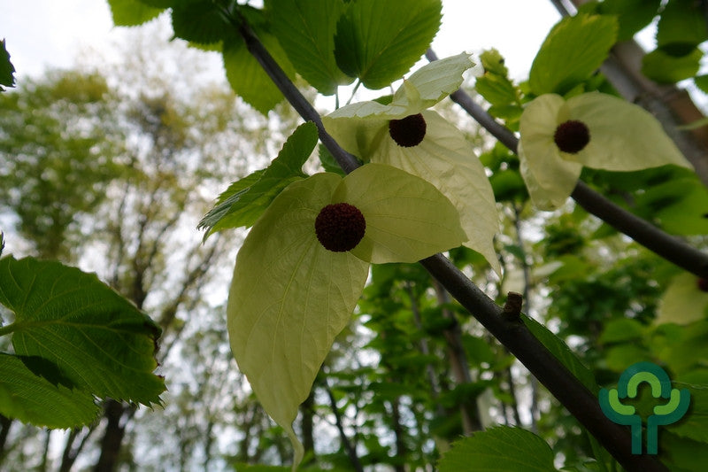 Davidia involucrata vilmoriniana