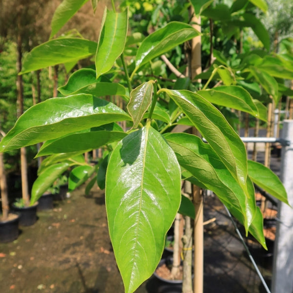 Kaki (Diospyros) 'Nikita's Gift'